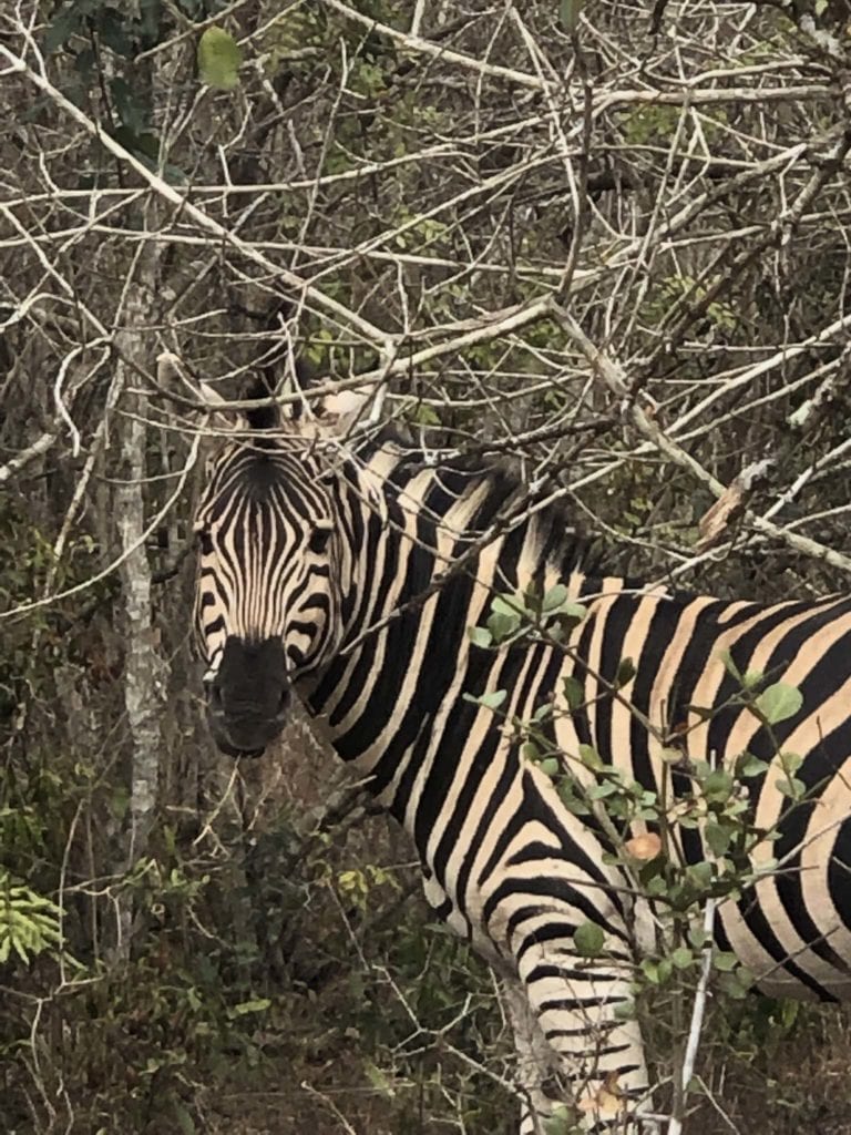 Safari Zebra